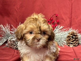 Shih Tzu dogs Tyler - Ad 42