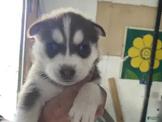 Siberian Husky dogs Siberian Husky Puppy 5 - Ad 21