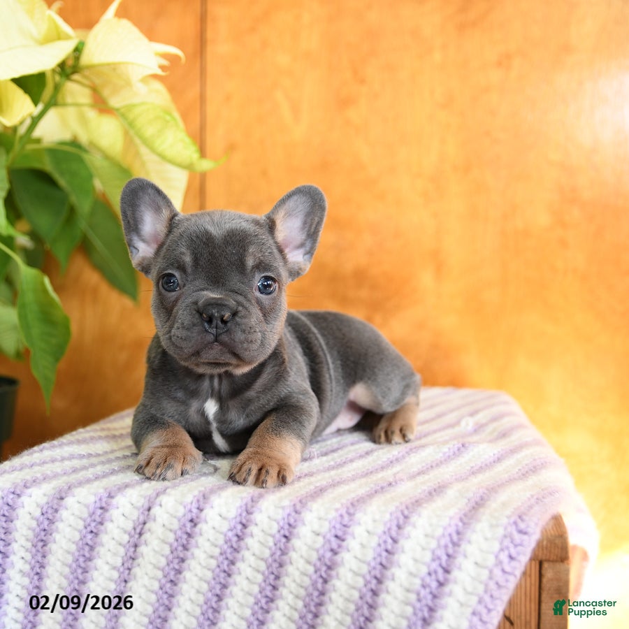 French Bulldog dogs Lilly - Ad 5