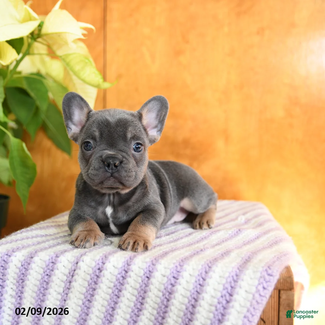 French Bulldog dogs for sale: Lilly - Ad 1