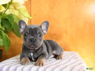 French Bulldog dogs Lilly - Ad 5
