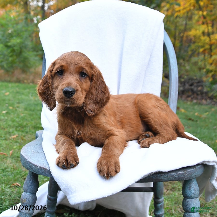 Irish Setter dogs for sale: Cayenne - Ad 4