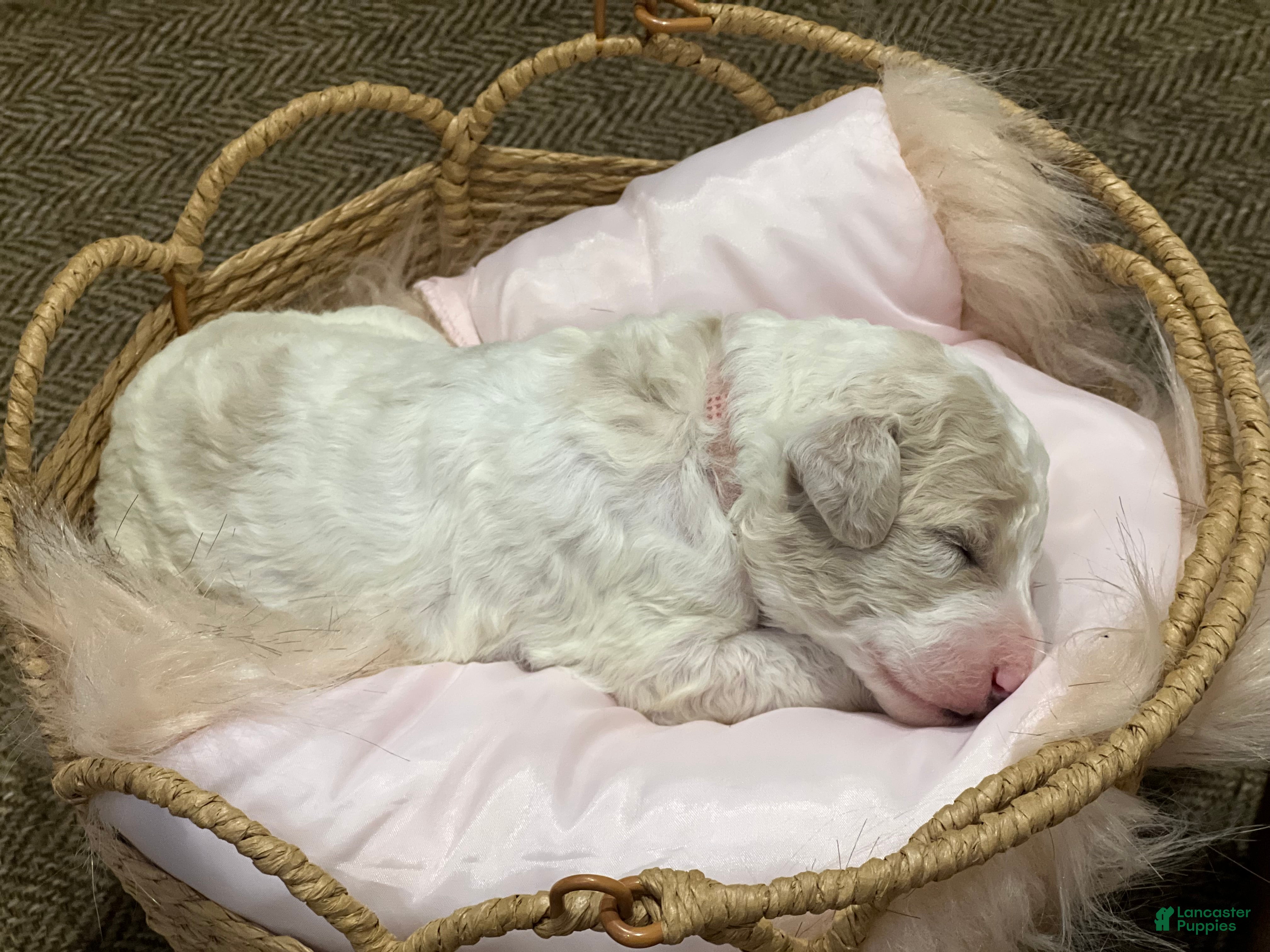 Goldendoodle dogs Sky female pink collar  - Ad 2