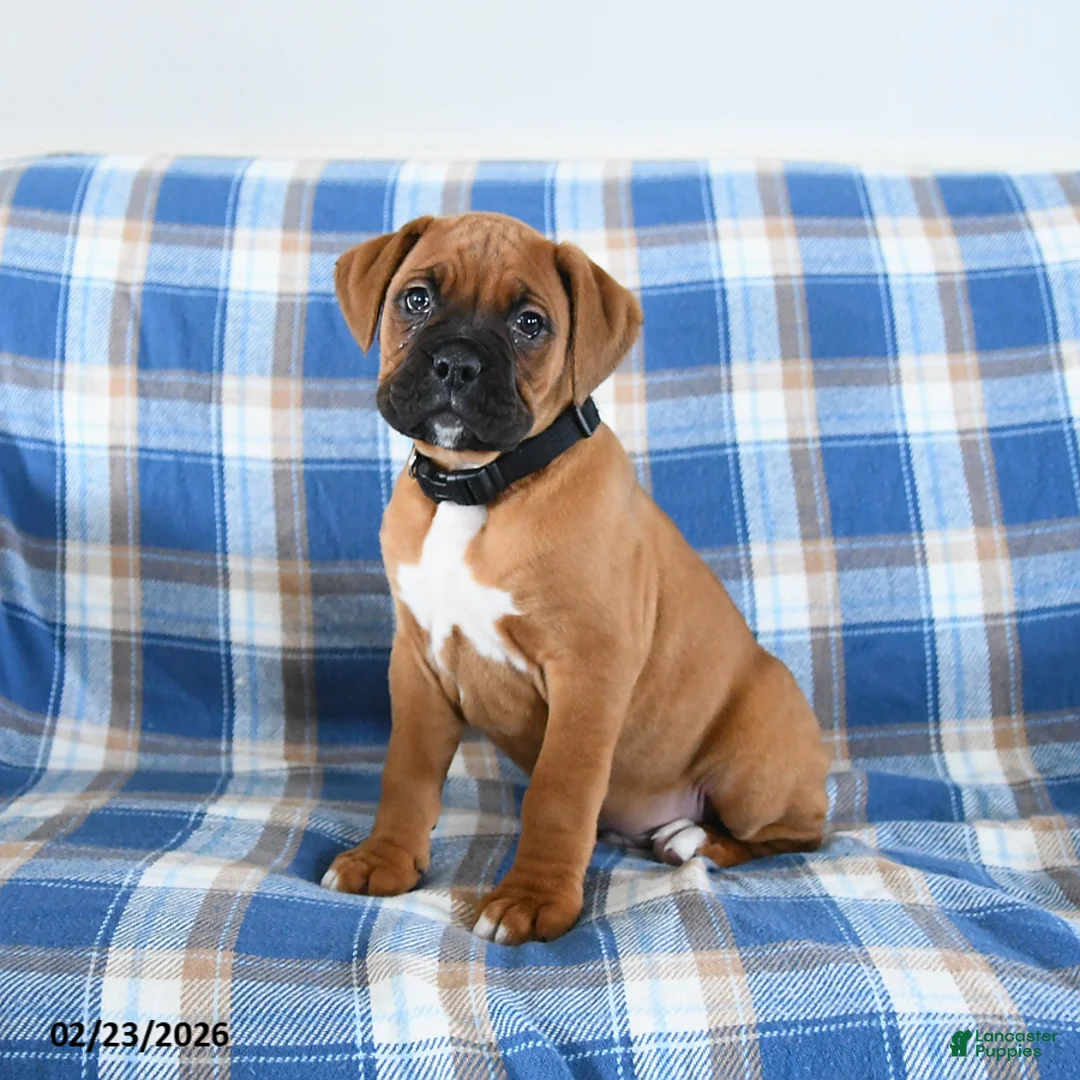 Boxer dogs for sale: Chester - Ad 4