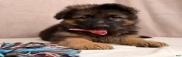 German Shepherd dogs for sale: Oma - Ad 3