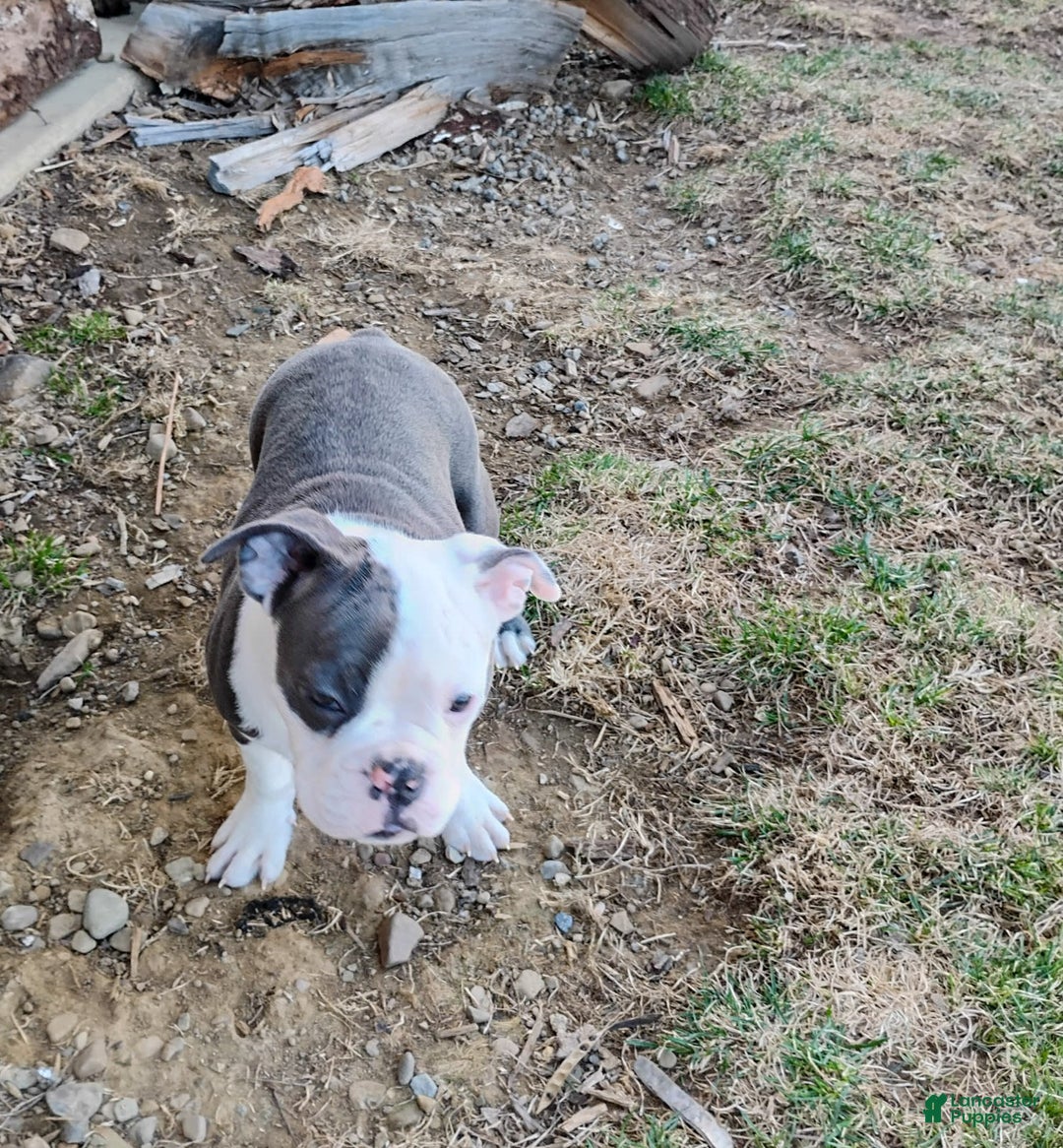 Mixed Breed dogs for sale: Pepsi - Ad 8