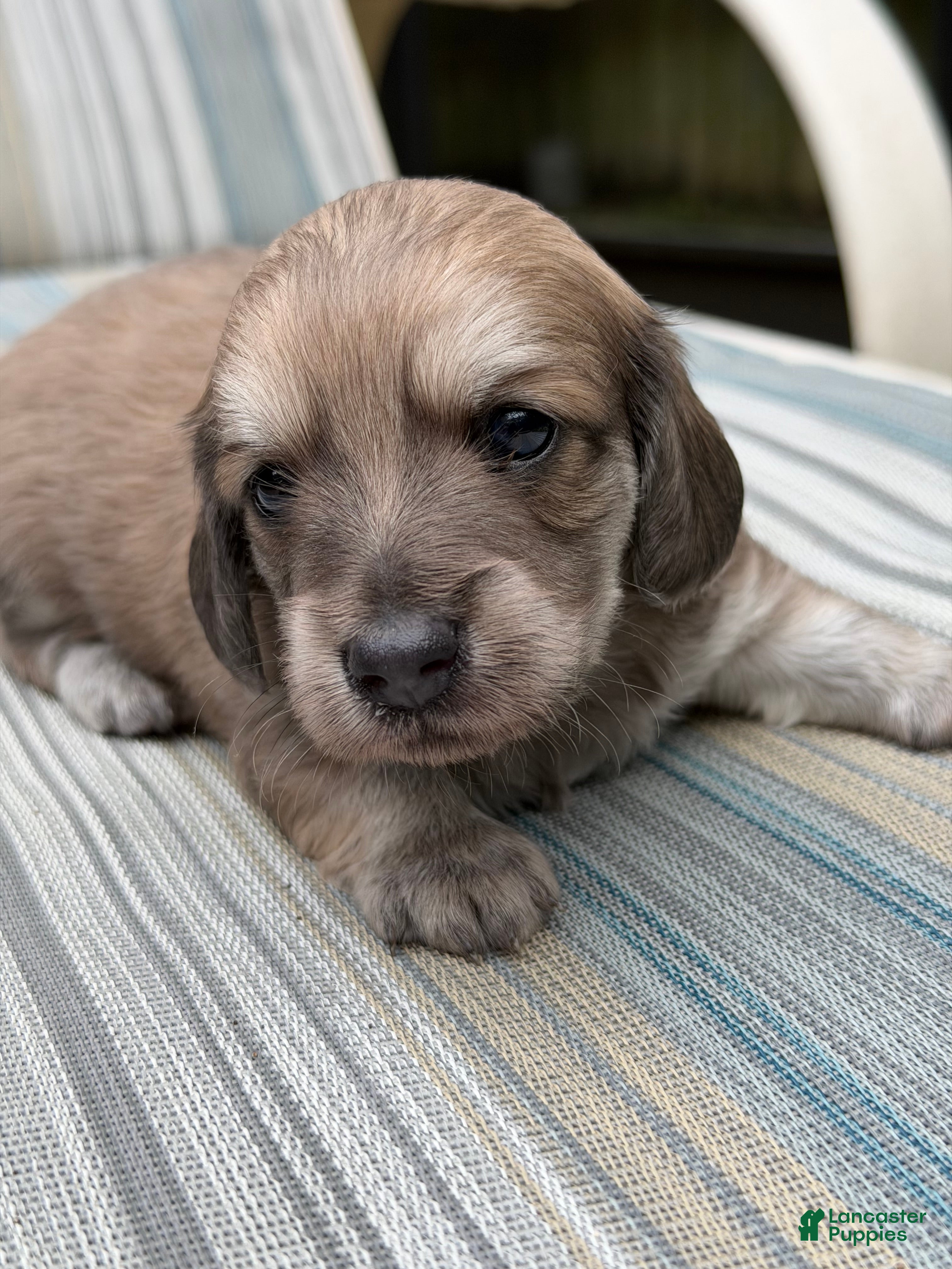 Dachshund dogs Dachshund 1 - Ad 1