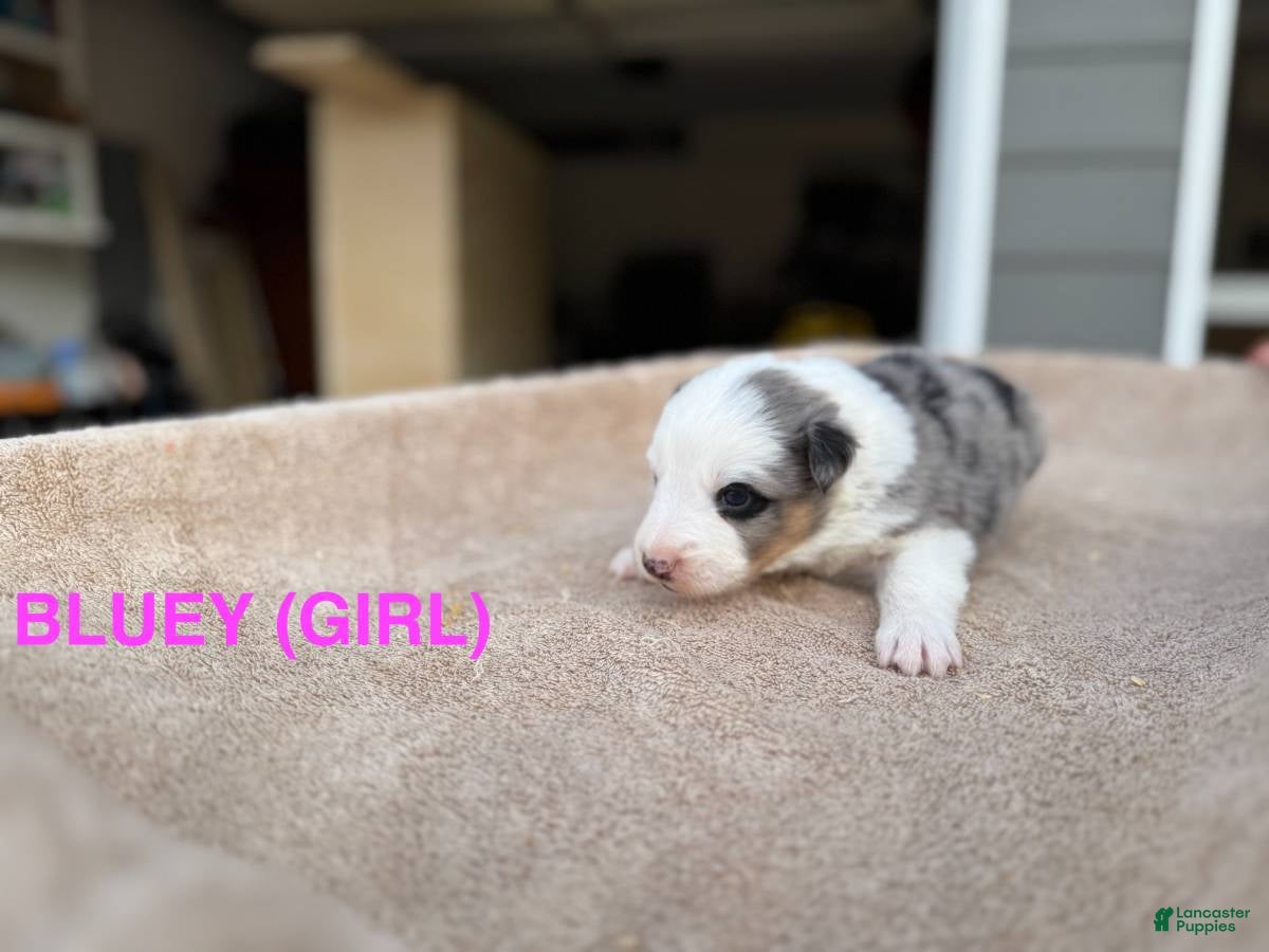 Border Collie dogs Bluey - Ad 3