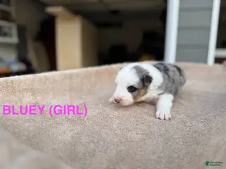 Border Collie dogs Bluey - Ad 23