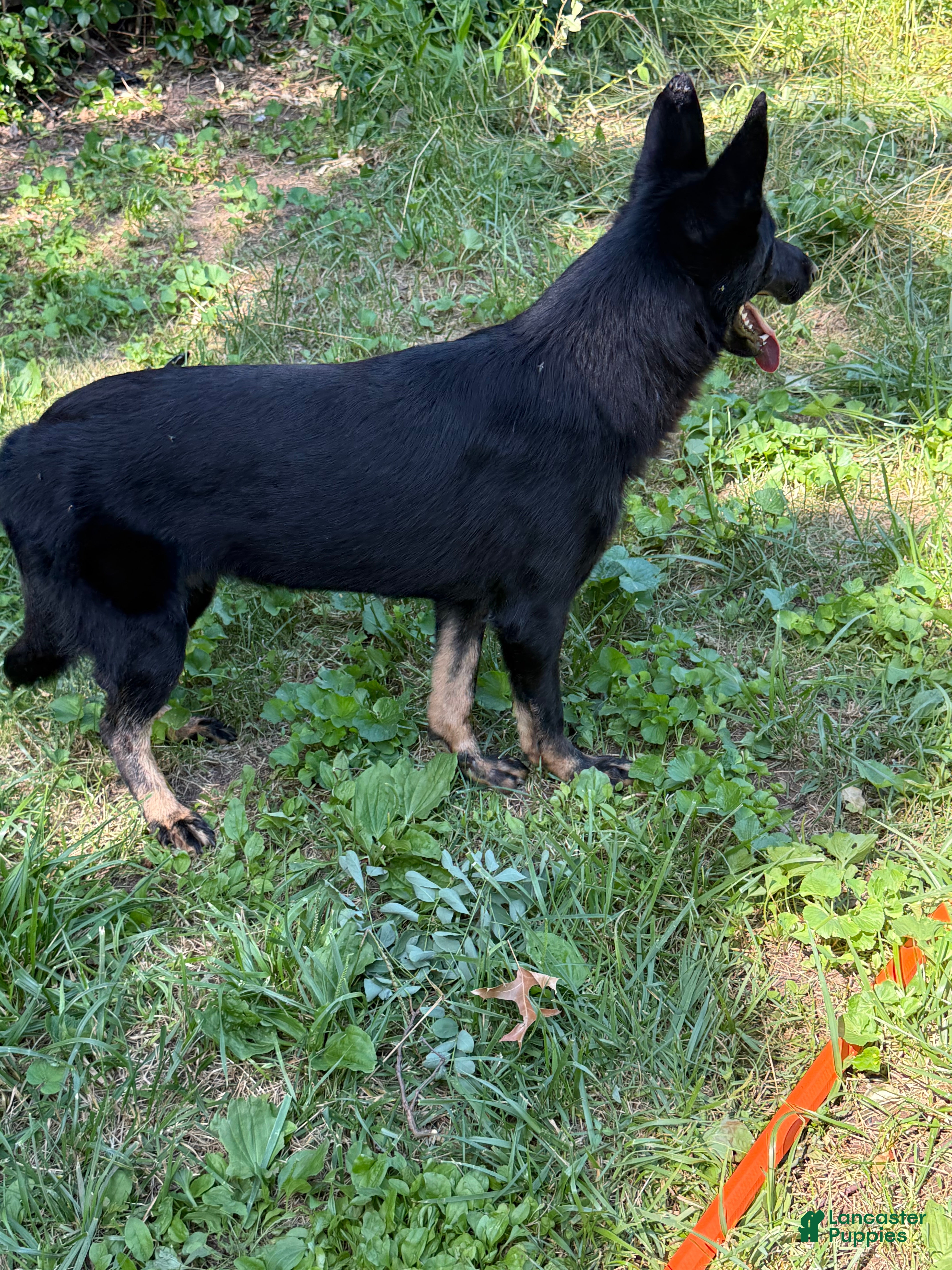 German Shepherd dogs for sale: German Shepherd 1 - Ad 1