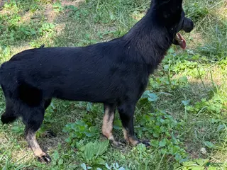 German Shepherd dogs German Shepherd 1 - Ad 5