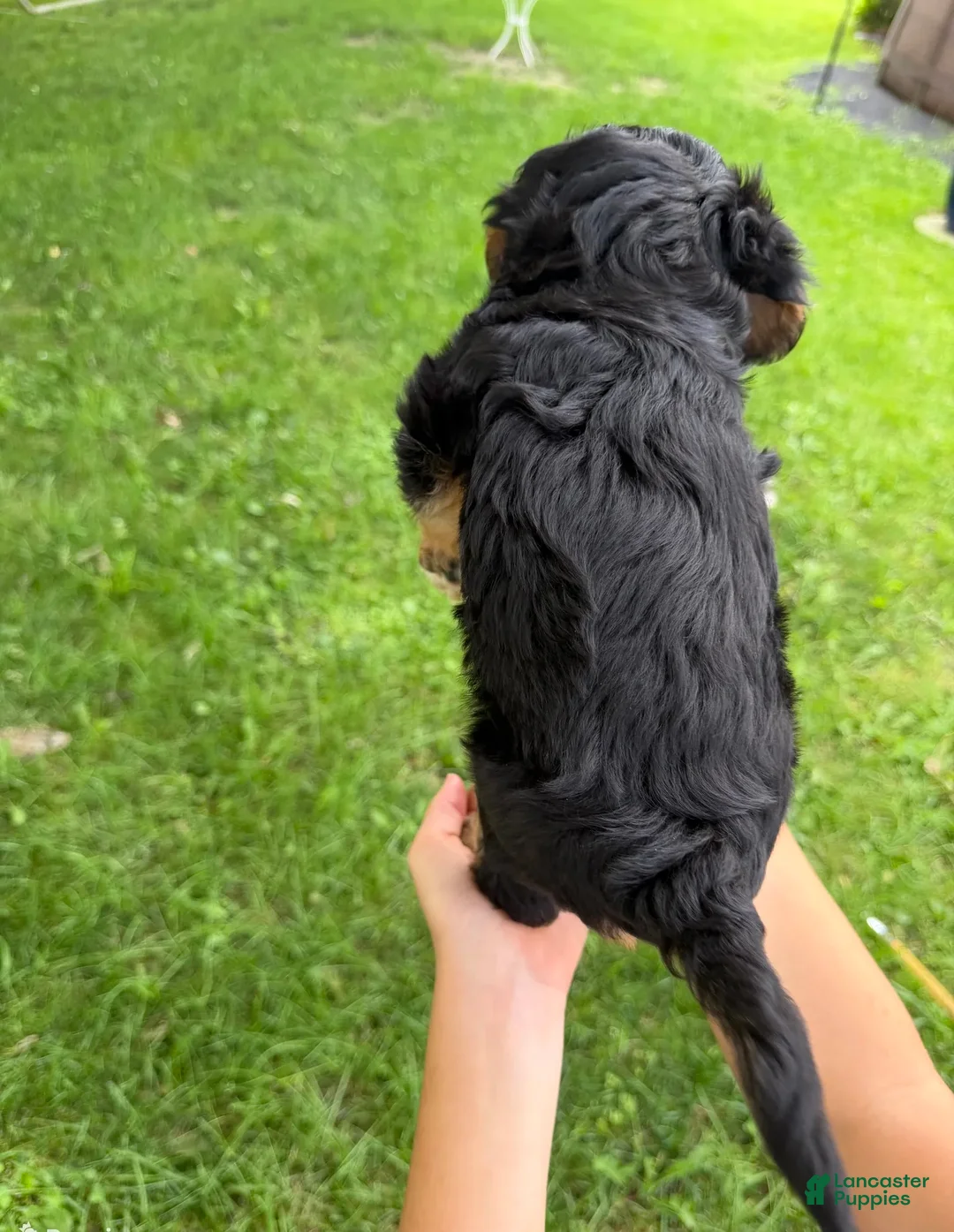 Mini Aussiedoodle dogs for sale: Benny - Ad 4