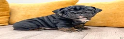 English Bulldog dogs for sale: Mabel - Ad 2