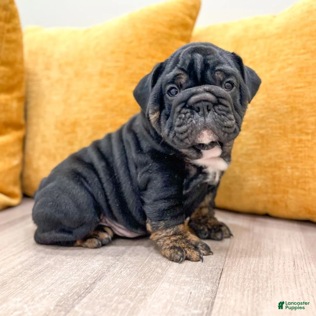 English Bulldog dogs for sale: Mabel - Ad 2