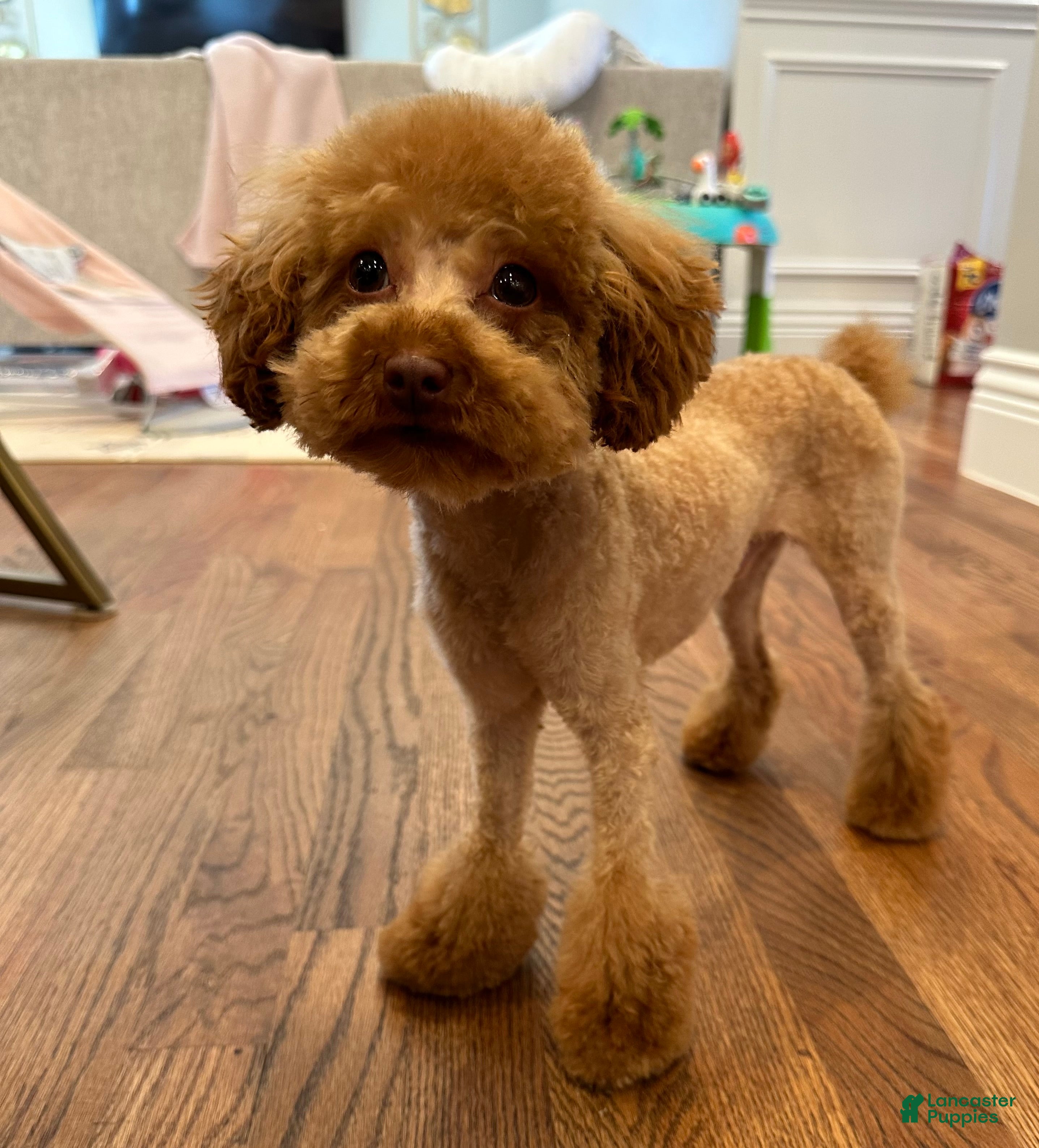 Toy Poodle dogs Benji - ACA Toy Poodle Male / Loving Companion - Ad 2