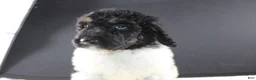 Standard Poodle dogs for sale: Willie N - Ad 5