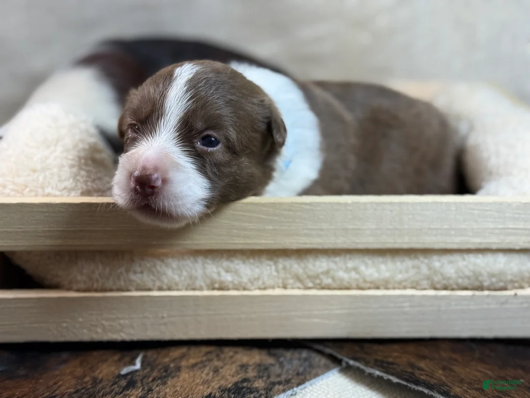 Mixed Breed dogs for sale: Green Collar Boy - Ad 2