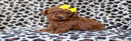 Mini Goldendoodle dogs for sale: Sydney - Ad 2