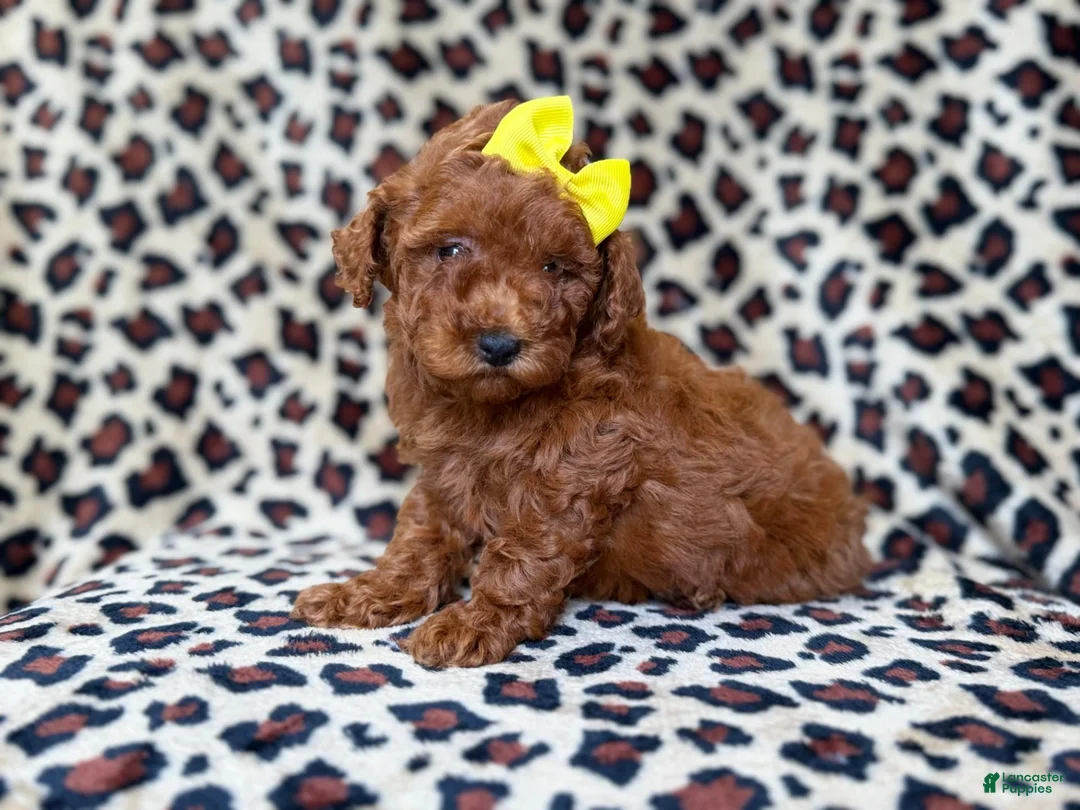 Mini Goldendoodle dogs for sale: Sydney - Ad 2