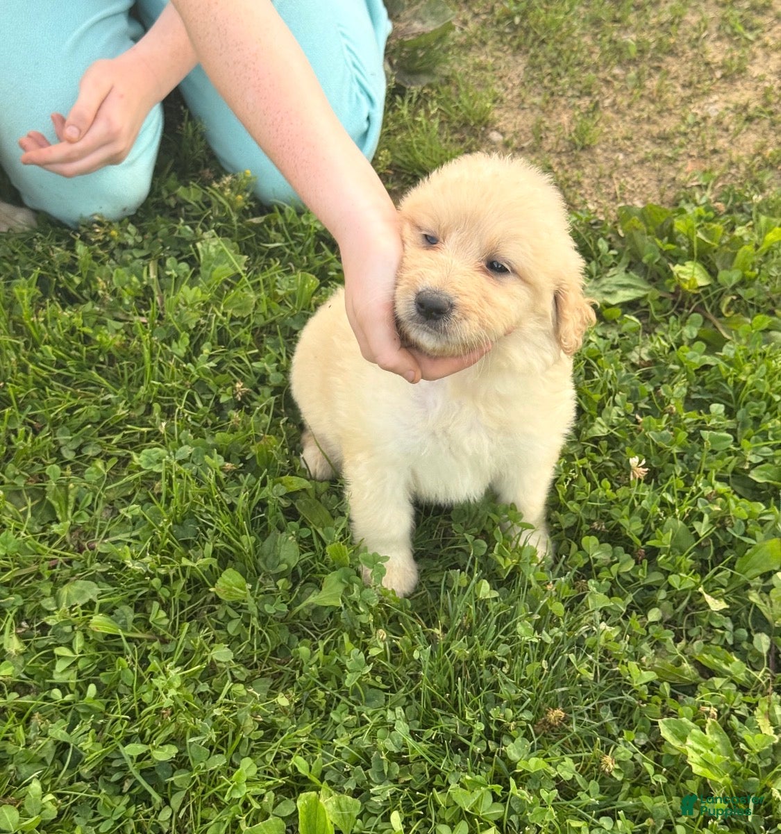 Aussiedoodle dogs Aussiedoodle Puppy 2 - Ad 32