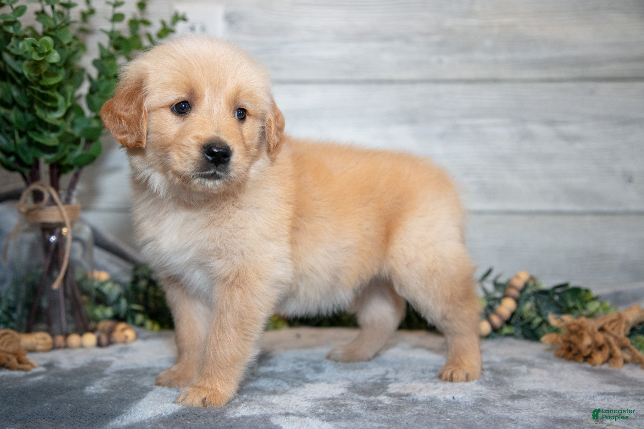 Golden Retriever dogs Rocket - Ad 2