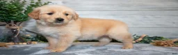 Golden Retriever dogs for sale: Rocket - Ad 2