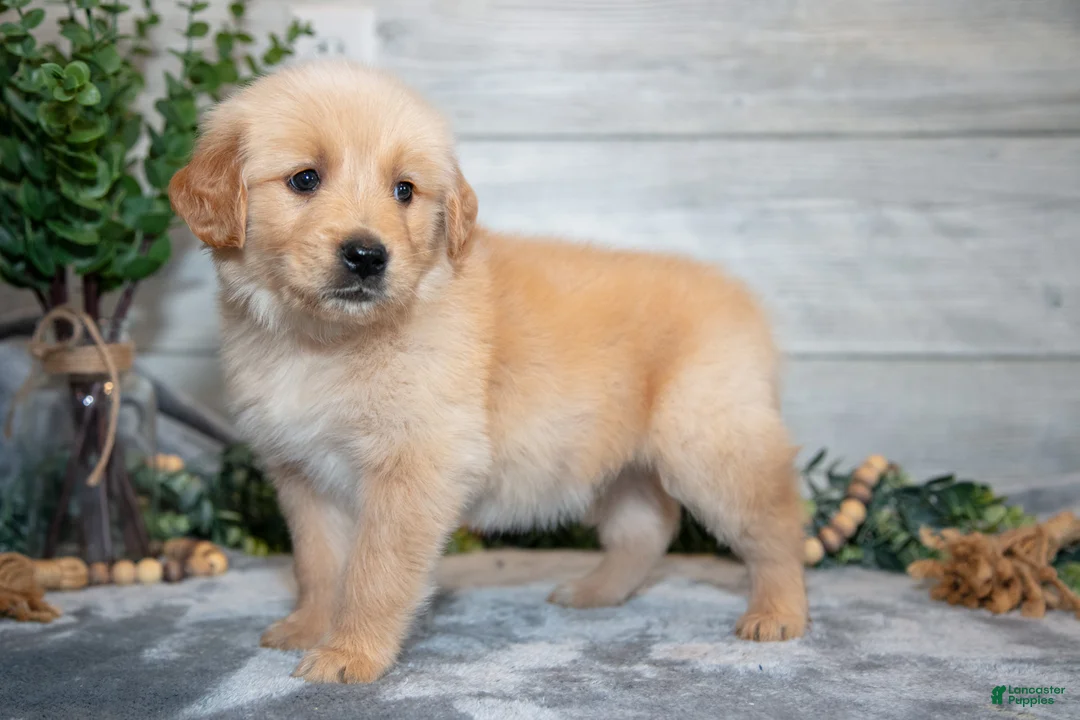 Golden Retriever dogs for sale: Rocket - Ad 2