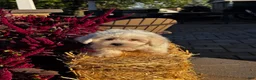 Coton De Tulear dogs for sale: Clyde  - Ad 4