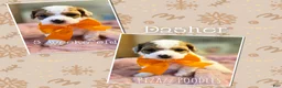 Miniature Poodle dogs for sale: Dasher - Ad 3