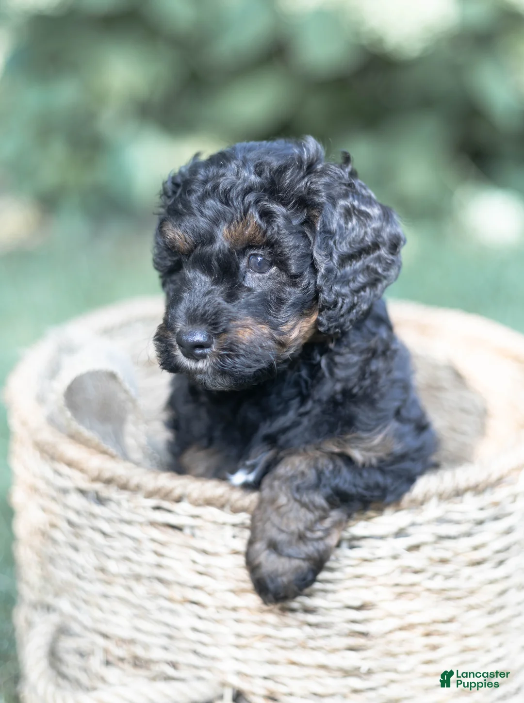 Mini Bernedoodle dogs for sale: Charlie - Ad 1