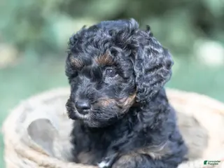 Mini Bernedoodle dogs Charlie - Ad 5