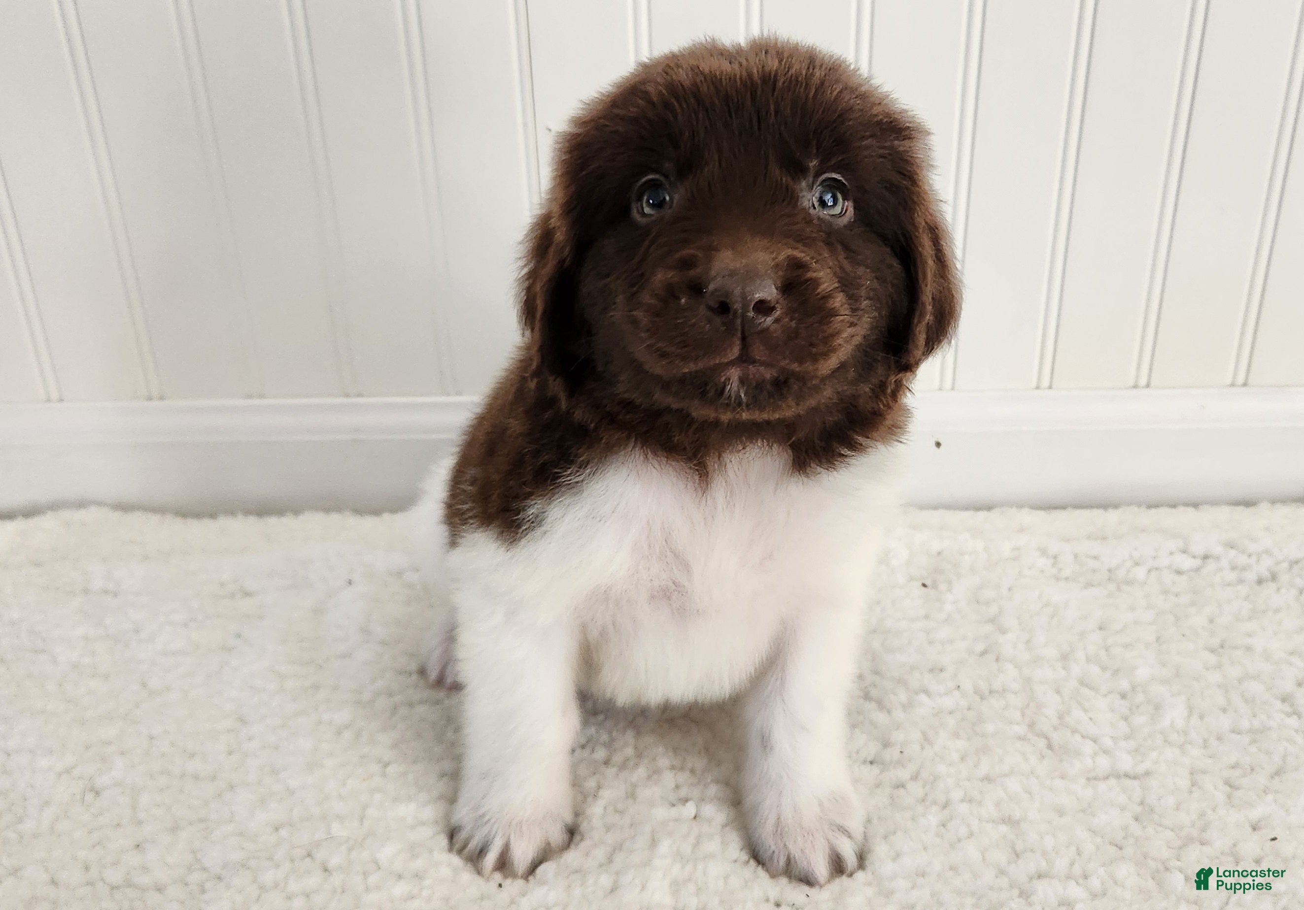 Newfoundland dogs for sale: AKC Ellen - Ad 24