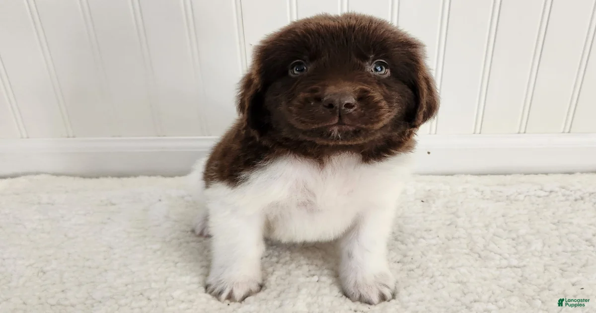 AKC Ellen Newfoundland for sale in Dundee | Lancaster Puppies