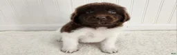 Newfoundland dogs for sale: AKC Ellen - Ad 1