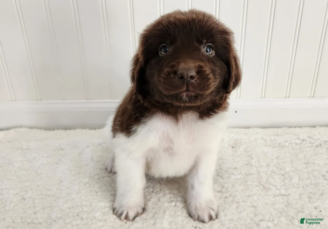 Newfoundland dogs for sale: AKC Ellen - Ad 1