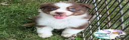 Australian Shepherd dogs for sale: Bee - Ad 2