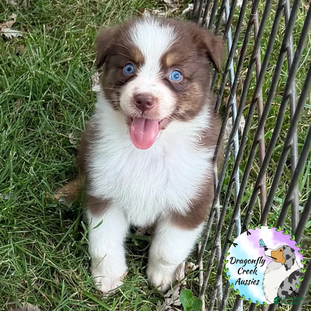 Australian Shepherd dogs for sale: Bee - Ad 2