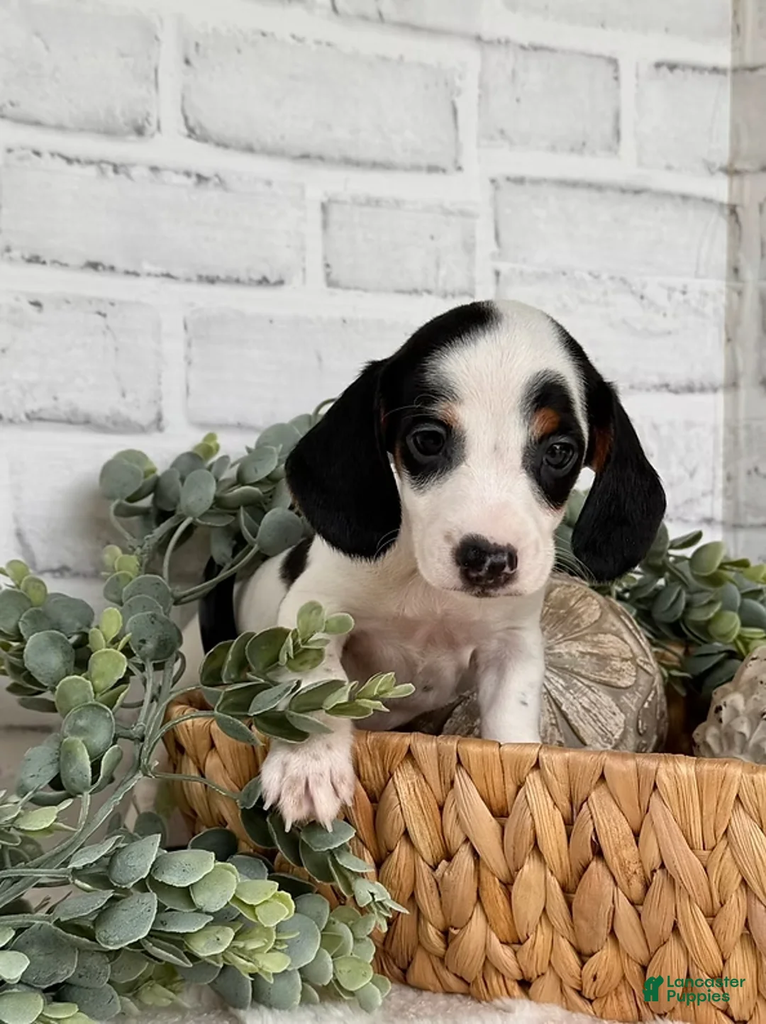 Dachshund dogs for sale: Dachshund Puppy 2 - Ad 2