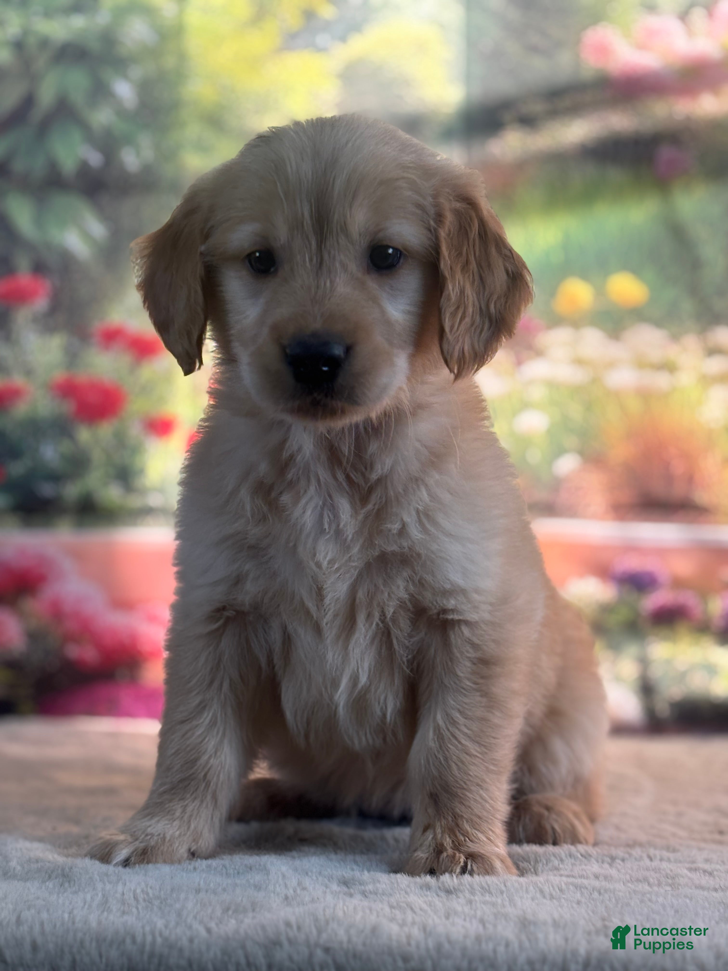 Golden Retriever dogs Nella - Ad 2