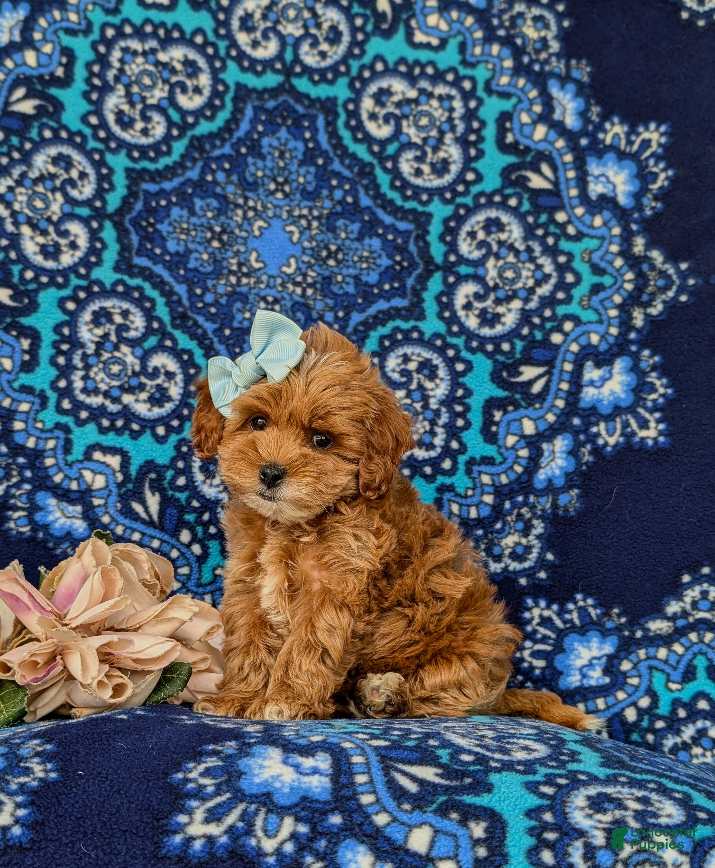 Cockapoo dogs Francesca 9 lbs Full Grown - Ad 2