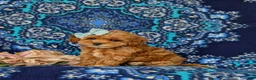 Cockapoo dogs for sale: Francesca 9 lbs Full Grown - Ad 2