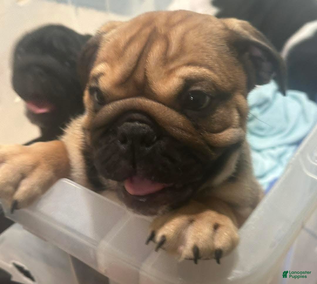 English Bulldog dogs English Bulldog 2 - Ad 11
