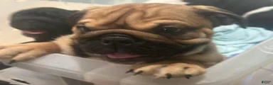 English Bulldog 2