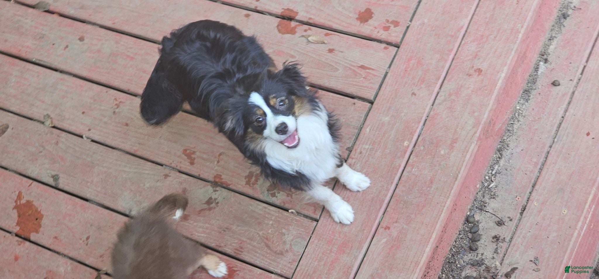 Miniature Australian Shepherd dogs Cake - Ad 1