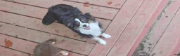 Miniature Australian Shepherd dogs for sale: Cake - Ad 1