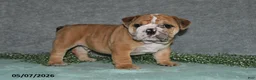 English Bulldog dogs for sale: Jenson - Ad 1