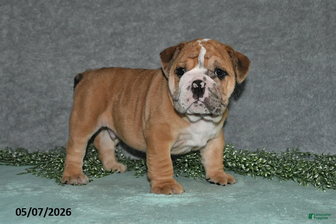 English Bulldog dogs for sale: Jenson - Ad 1