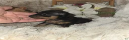 Miniature Pinscher dogs for sale: Tiffany  - Ad 6
