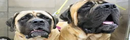 English Mastiff dogs for sale: English Mastiff 2 - Ad 3
