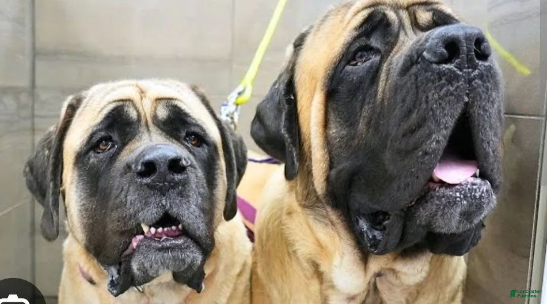 English Mastiff dogs for sale: English Mastiff 1 - Ad 2